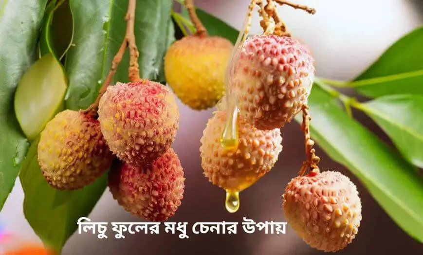 লিচু ফুলের মধু চেনার উপায় 