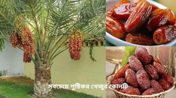 সবচেয়ে পুষ্টিকর খেজুর কোনটি